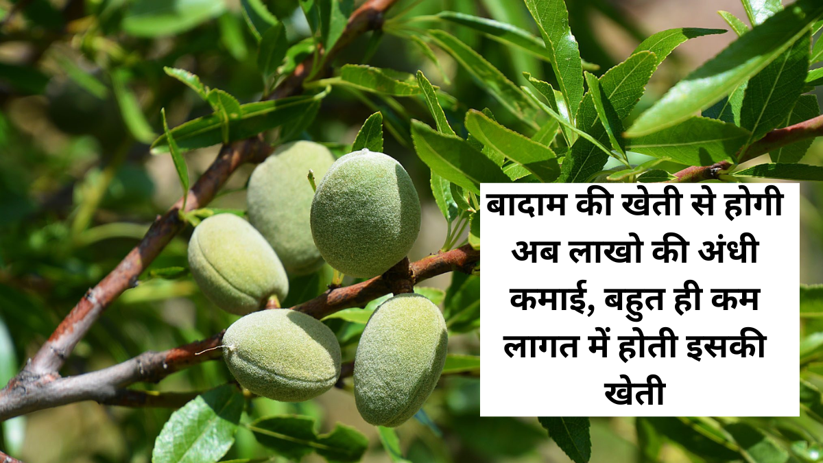 Almond Farming Business