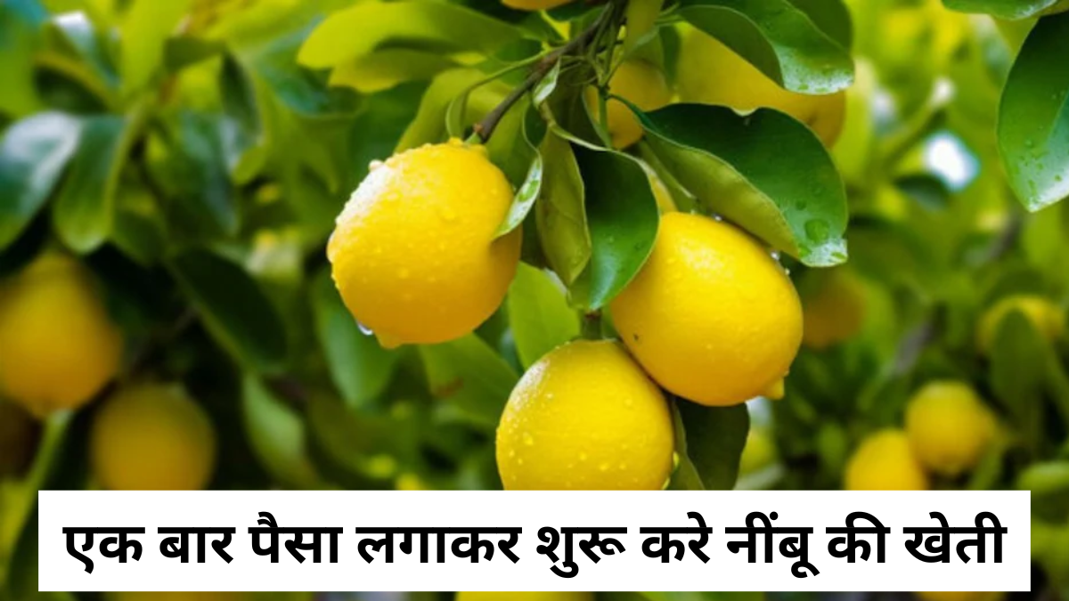 Lemon Farming Business