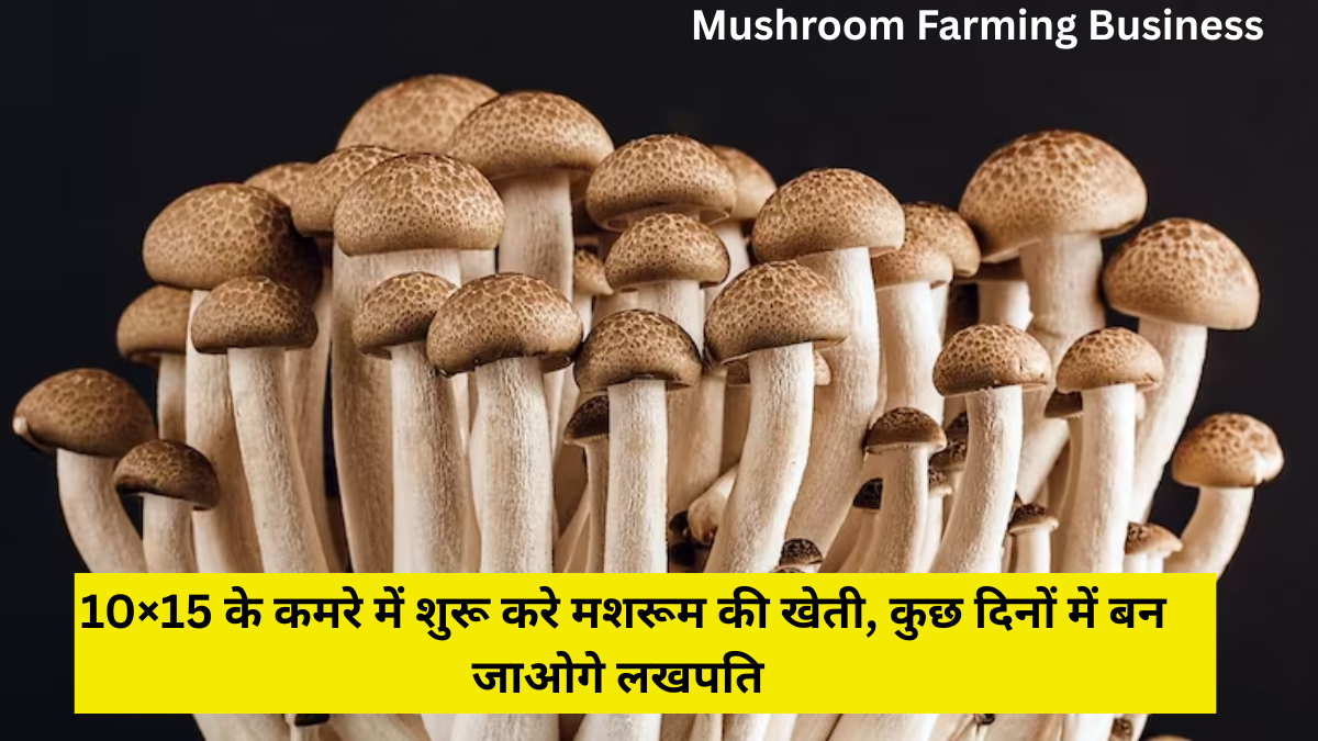 Mushroom Farming Business