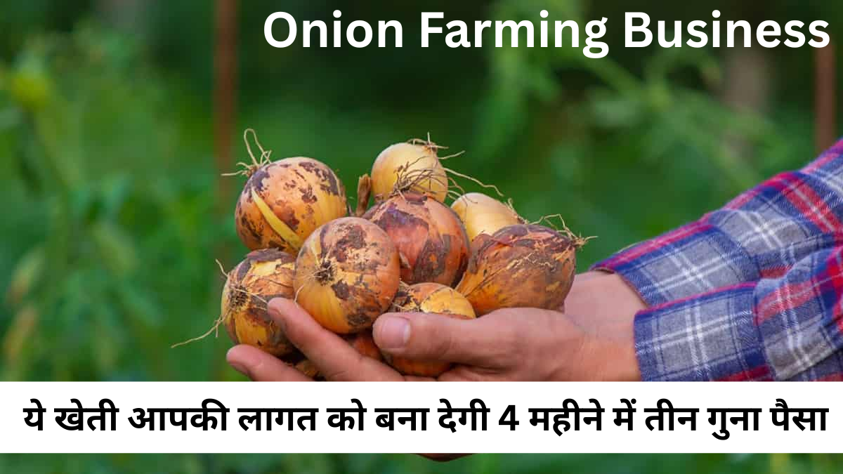 Onion Farming Business